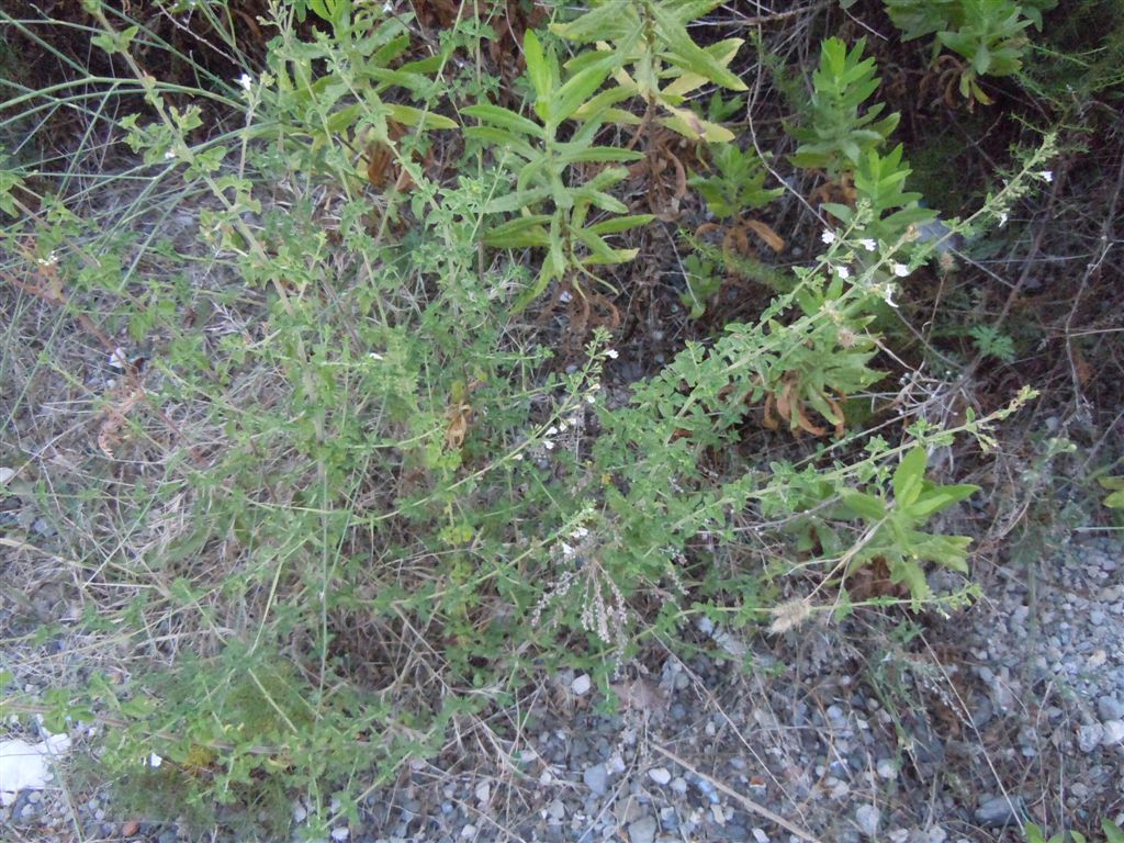 Calamintha nepeta